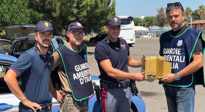 La Polizia Stradale salva una rara tartaruga investita sulla Roma-Fiumicino