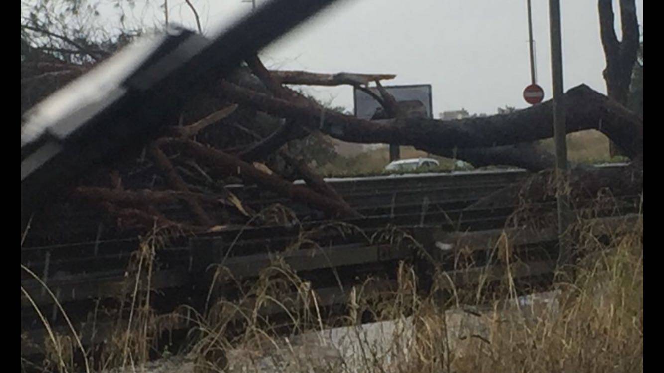 Cade un pino, via Cristoforo Colombo bloccata. Chiusa anche la via del Mare