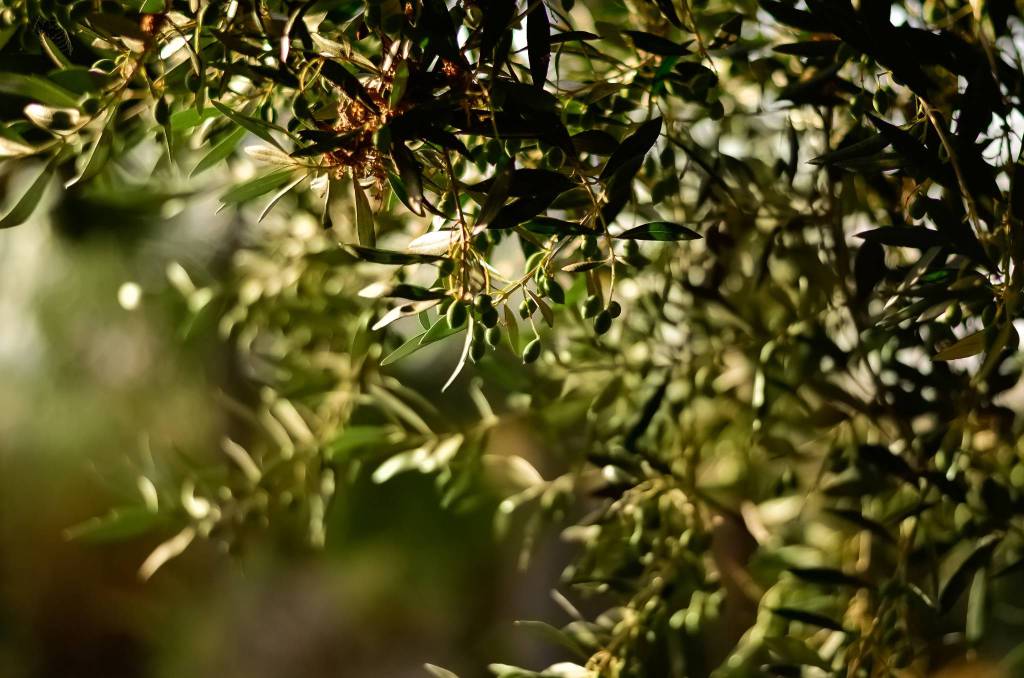 olive di gaeta ulivo