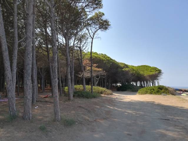 Tarquinia, continua l’opera di controllo della pineta e della spiaggia di San Giorgio