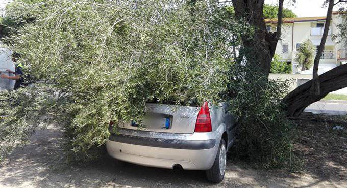 ramo d'ulivo su auto a fregene 