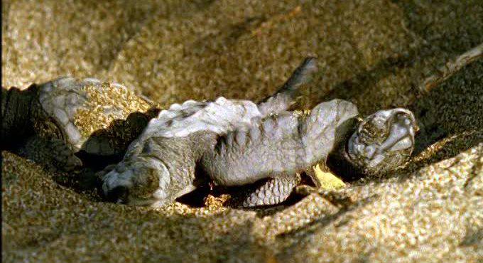 Montalto, sulla spiaggia si schiudono le uova di tartaruga marina – Video
