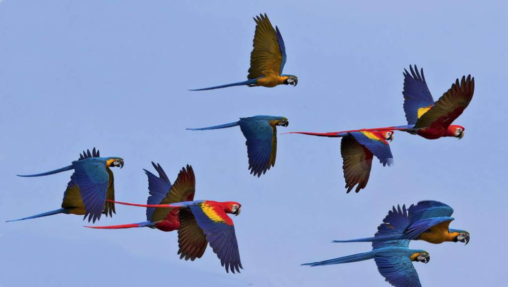 Arriva a Ostia il primo raduno dei pappagalli in volo libero