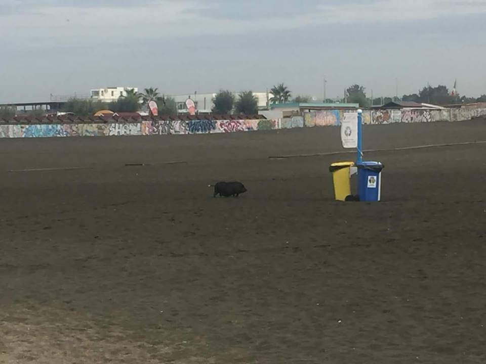 Ostia, un maiale libero scorrazza sulla spiaggia libera