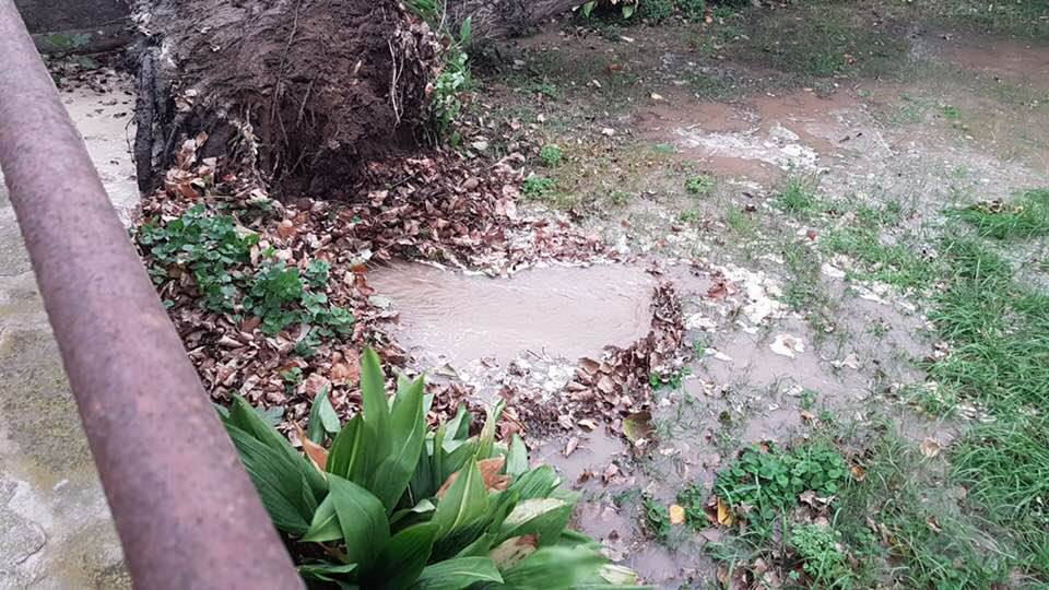 Fiumicino, cade un albero al Villaggio Azzurro e rompe la tubatura dell’acqua
