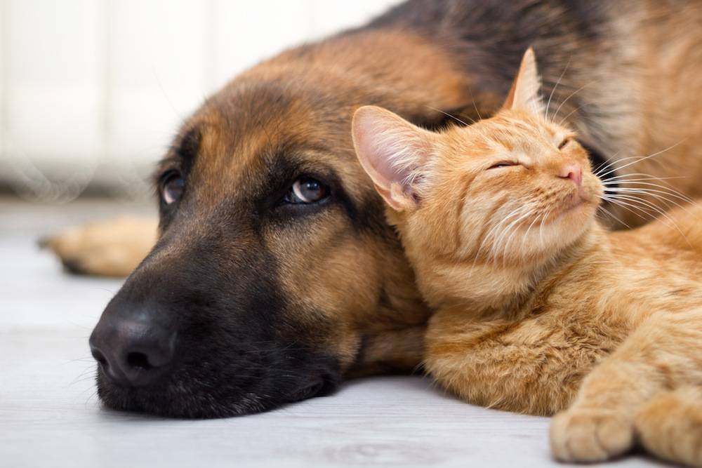 Cibo per cani e gatti: gli amici a 4 zampe sono amati e viziati anche a tavola