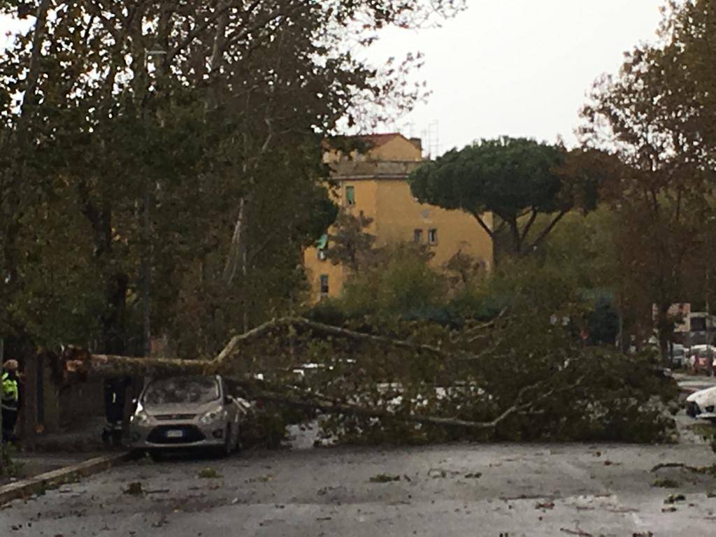 Ostia e Acilia, caduta alberi: danni alle auto in sosta. Roma-Lido bloccata