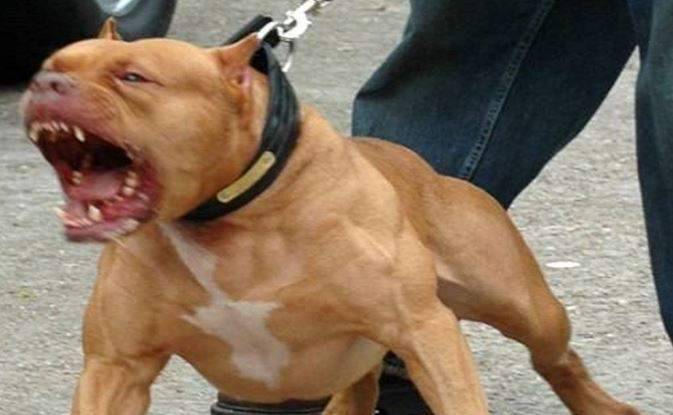 Ladispoli, 2 cani aggrediscono un uomo, sanzionato il proprietario