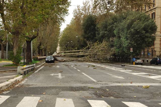 Maltempo a Roma, il vento fa strage di alberi nella Capitale