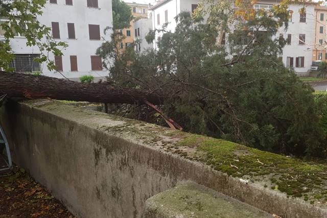 Maltempo a Roma, il vento fa strage di alberi nella Capitale