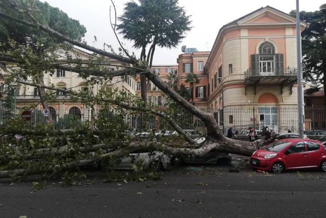 Maltempo a Roma, il vento fa strage di alberi