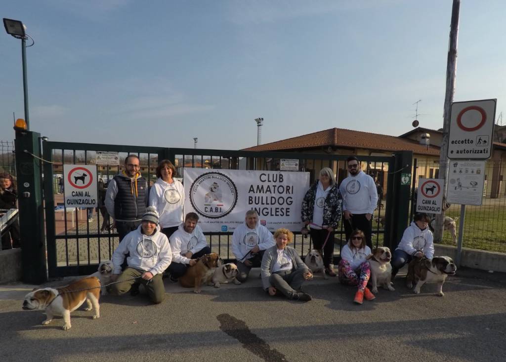 #Bulldogday, a Roma il raduno nazionale dei Bulldog inglesi