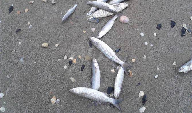 Maltempo a Latina, moria di pesci sul litorale