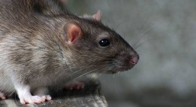 Colosseo, turisti allarmati: “Ci sono troppi topi”. E il Comune prepara la derattizzazione