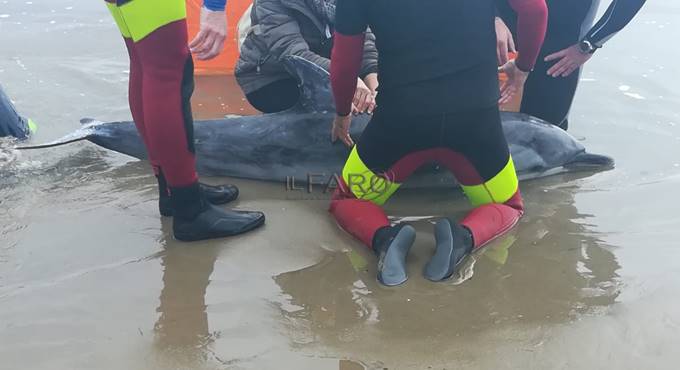 Anzio, delfino spiaggiato al Lido dei Pini