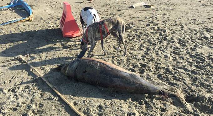 Fiumicino: plastica e catrame in mare, e i delfini muoiono soffocati