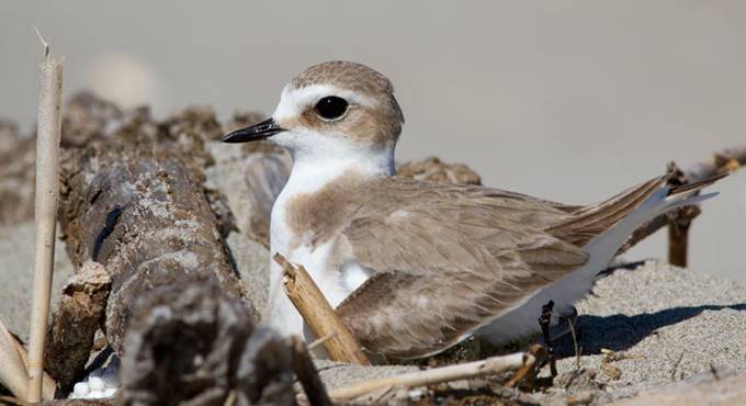 Il fratino perseguita Jovanotti: tenta il nido sulla spiaggia di Campo di Mare