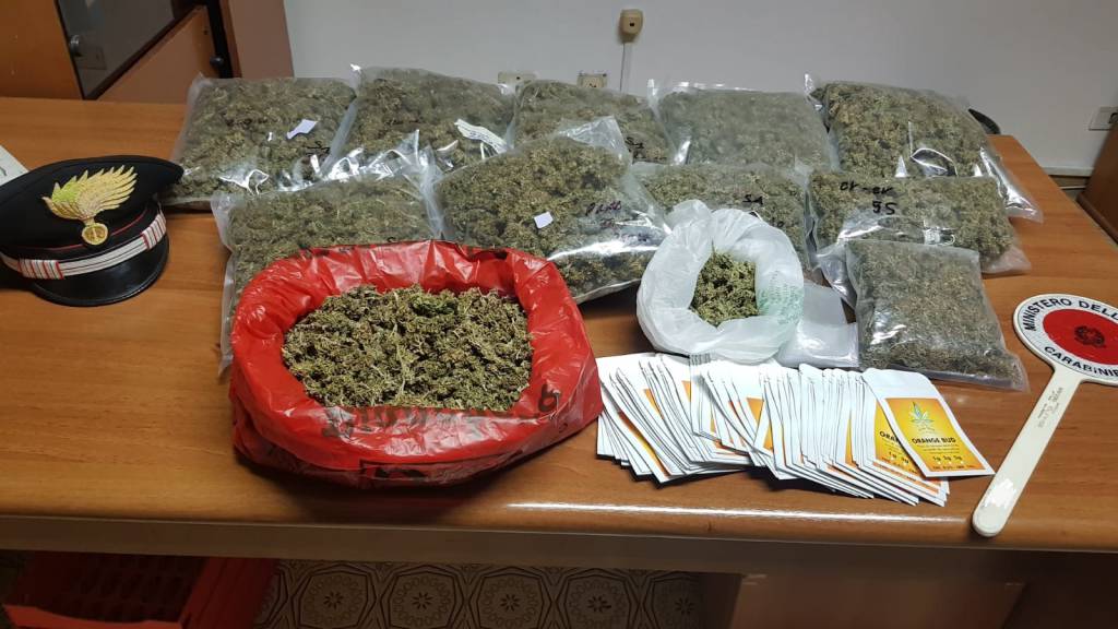 Ladispoli, scoperto un “grow shop” illegale di marijuana