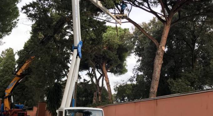 Fiumicino, Anselmi: “Tagliato il pino pericolante nel cimitero di via Portuense”