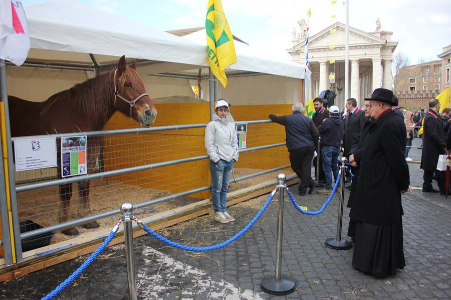 Benedizione degli animali in piazza San Pietro