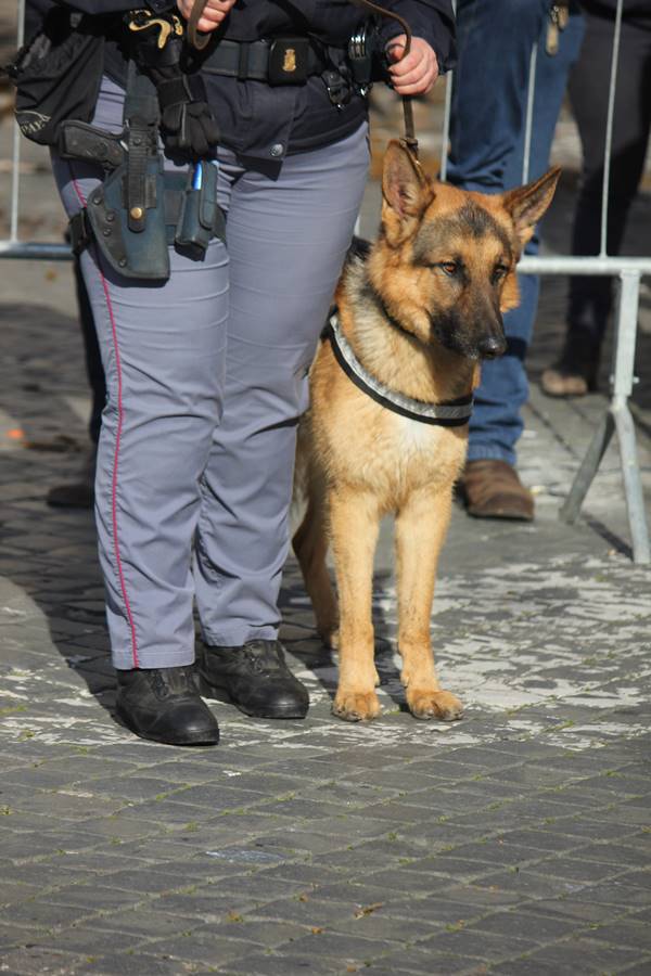 Benedizione degli animali in piazza San Pietro