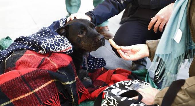 Roma: auto pirata uccide un anziano clochard, il cane lo veglia