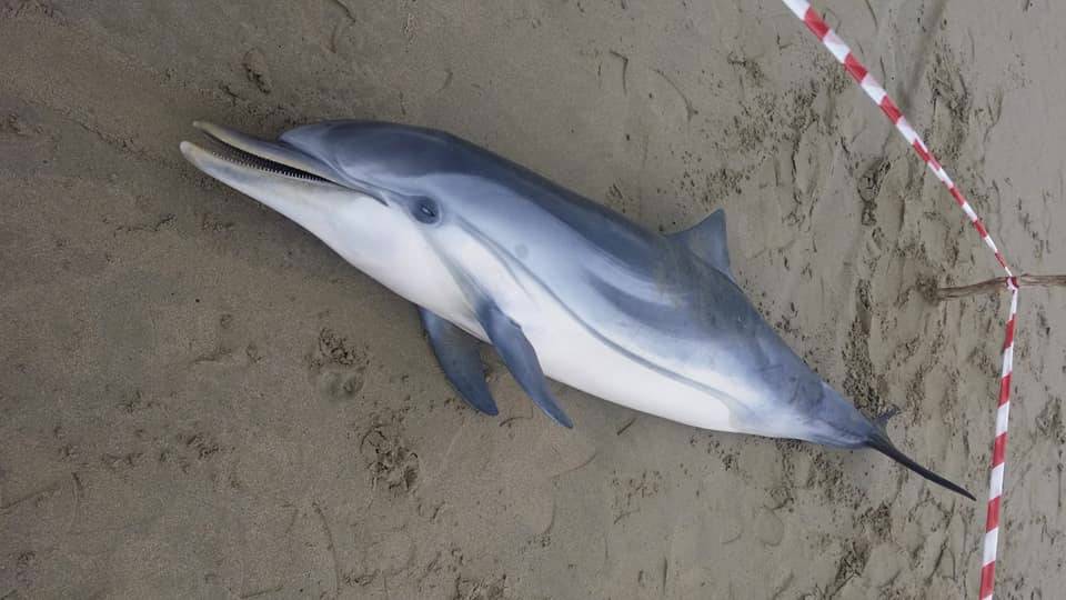 Ardea, delfino morto ritrovato sulla spiaggia di Tor San Lorenzo