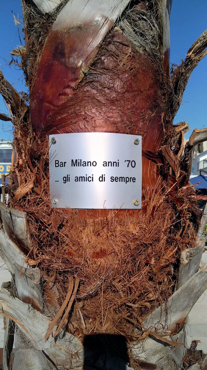 Terracina, dagli “amici del Bar Milano” una palma per la ricostruzione dopo il tornado