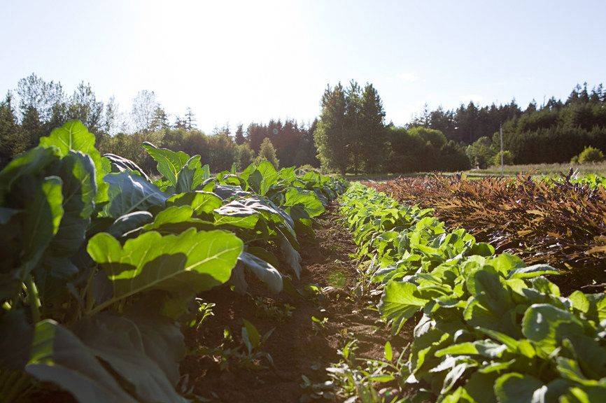 Primo rapporto Fao sullo stato della biodiversità nel mondo: “Il sistema di produzione alimentare è al collasso”