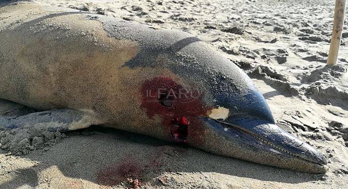 Strage di delfini, nuova carcassa sul Lungomare degli Ardeatini