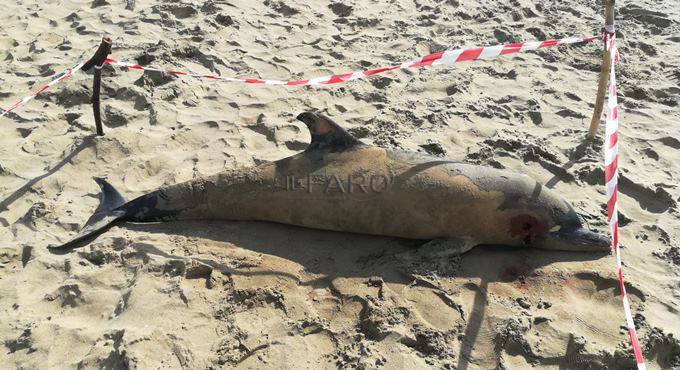 Strage di delfini, nuova carcassa sul Lungomare degli Ardeatini
