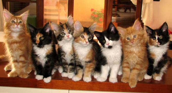 “Festa del Gatto”, a Fiumicino una domenica dedicata agli amici felini
