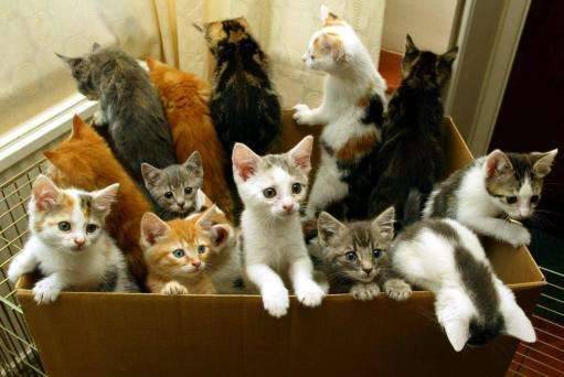 Formia ConTe: “Il Comune non sterilizza più i gatti come previsto dalla legge”