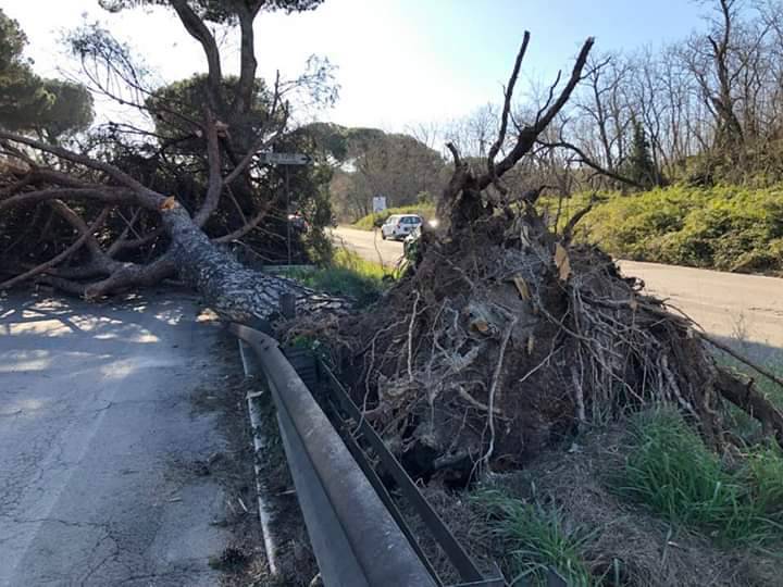Via Cristoforo Colombo, crolla albero sulla strada: tragedia sfiorata. Un morto a Guidonia