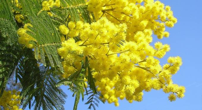 8 marzo, mimose nel Tevere: l’omaggio di Fiumicino alle donne che lottano per la libertà