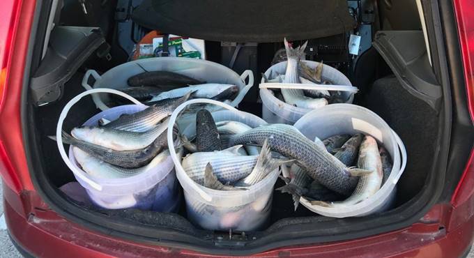 Pescatori di frodo a Gaeta, sequestrati oltre 90 chili di cefali