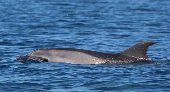 Fiumicino, avvistato un cucciolo delfino a largo del litorale romano