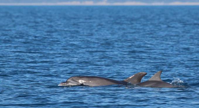 Fiumicino, avvistato un cucciolo delfino a largo del litorale romano