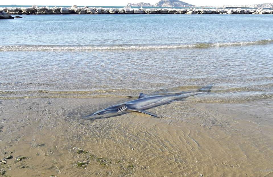 Tragica fine per uno squalo: trovato morto sul lungomare di Formia
