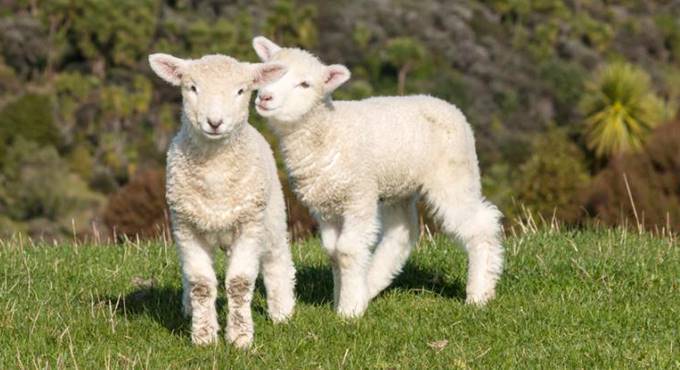 Pasqua, Coldiretti: “La carne d’agnello must nel 51% delle tavole”