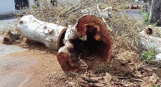 Abbattimenti alberi a Cerveteri, Pascuccci: “Ridicole le bufale sulle antenne 5G”