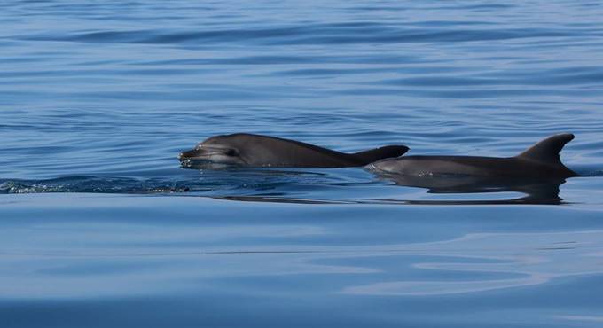Salti e spruzzi: i delfini giocano al largo del litorale romano