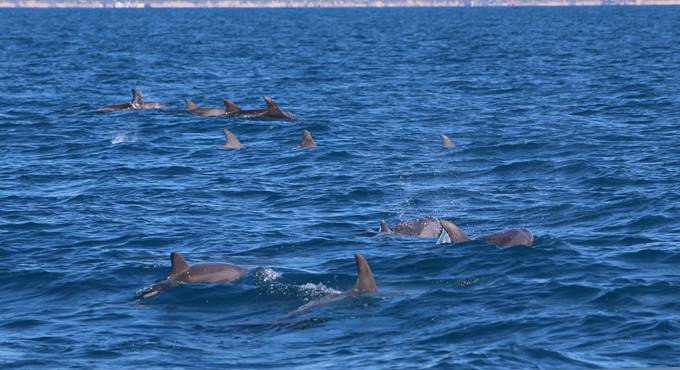 Ostia, avvistato un maxi-gruppo di 25 delfini sul litorale romano