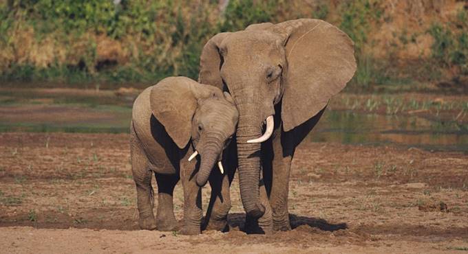 Sudafrica, bracconiere ucciso da un elefante e sbranato da leoni