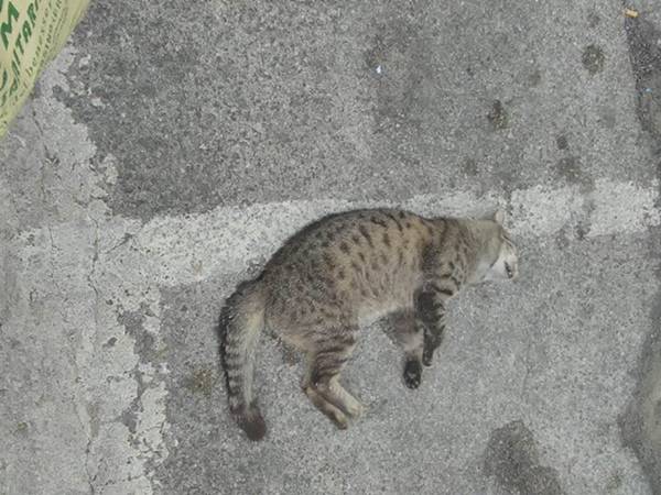 Gaeta, colonia di gatti muore avvelenata, è subito polemica