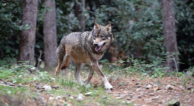 Tornano i lupi nei parchi di Roma, allarmi e smentite