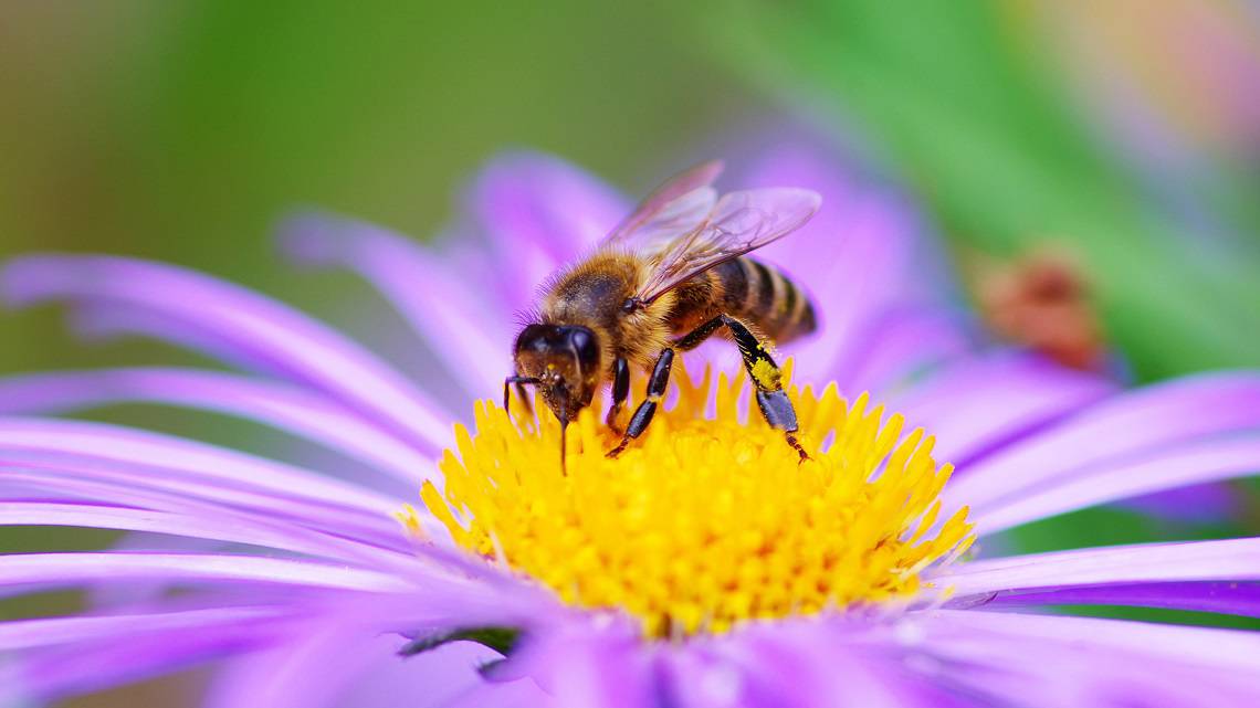 Maccarese, il 20 maggio una giornata dedicata alle api