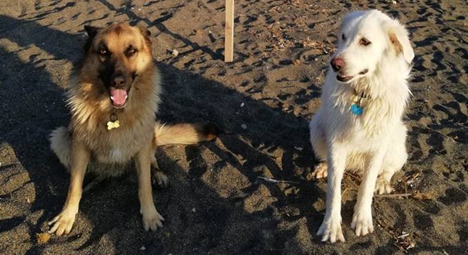 Ladispoli, bonus fino a 400 euro per chi adotta un cane dal canile comunale