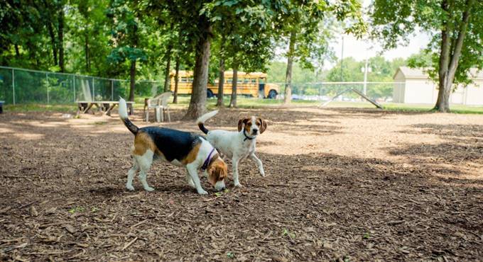 Multiservizi: “Al via la sanificazione del dog park di Cerenova”