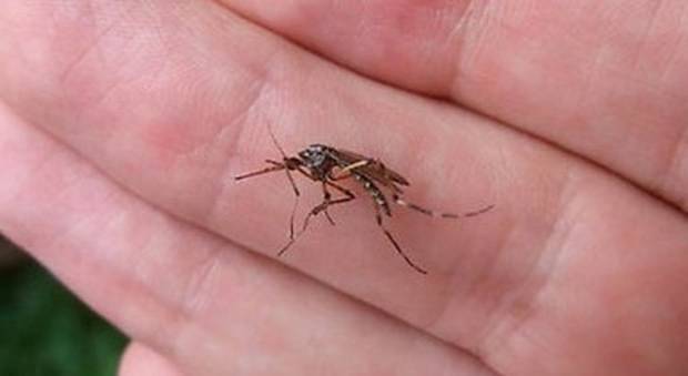 Lotta alla zanzara tigre: cosa dice l’ordinanza del Comune di Fiumicino